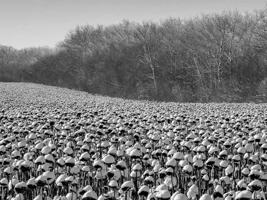 ���������� ***