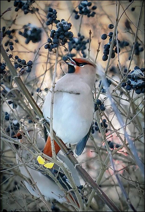 ���������� ����������