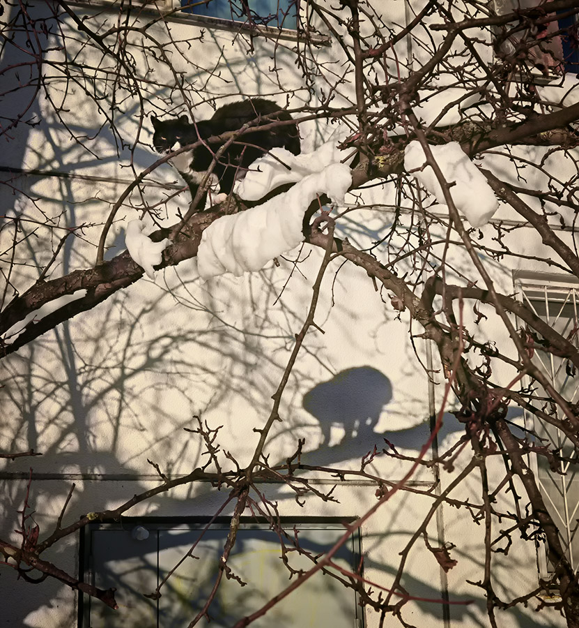 ���������� ̣���� ������