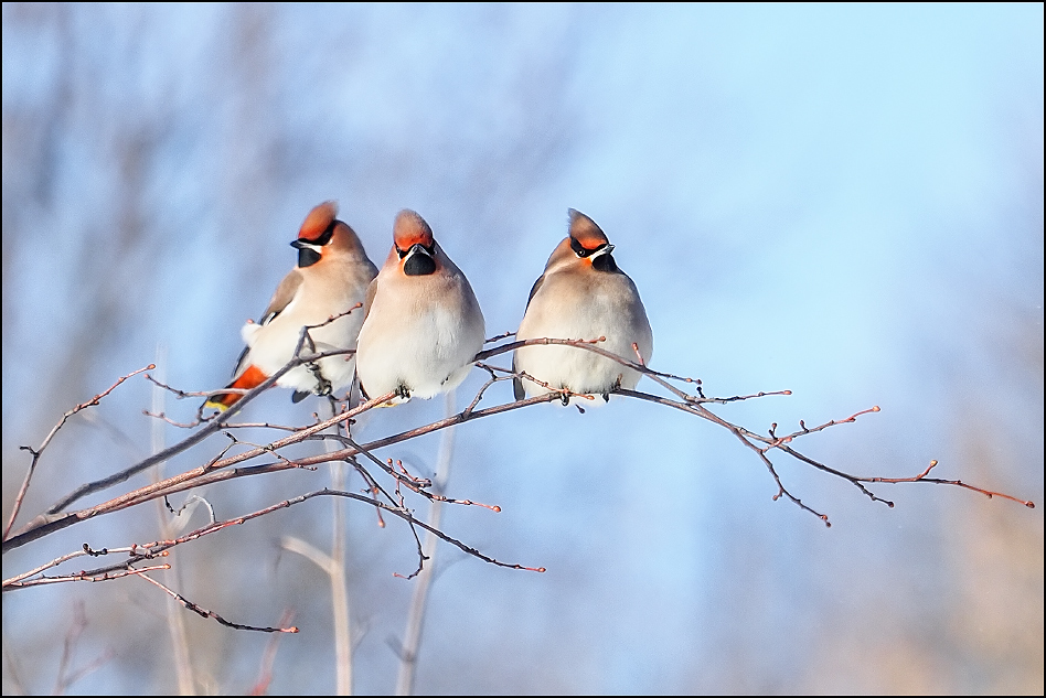 ���������� ��� ��������