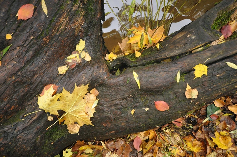 ���������� ***