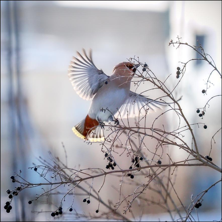 ���������� �����������