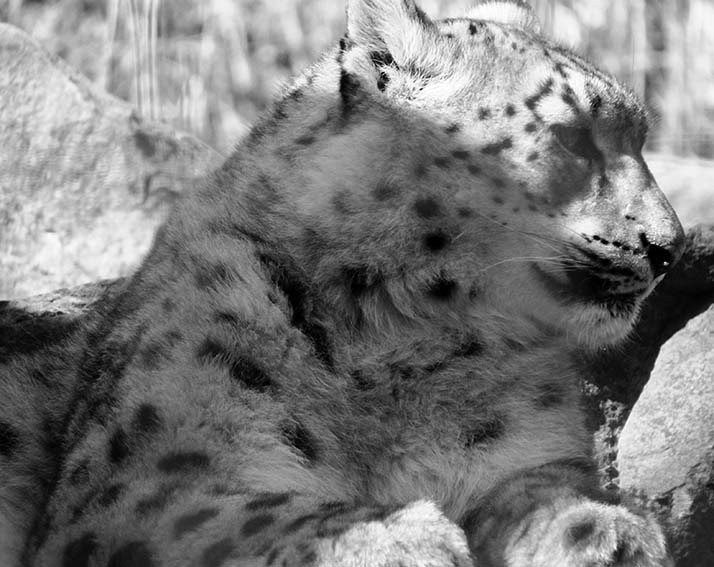 ���������� ���������� ����