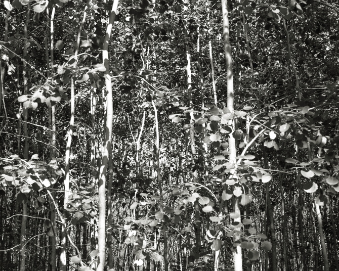 ���������� ����������