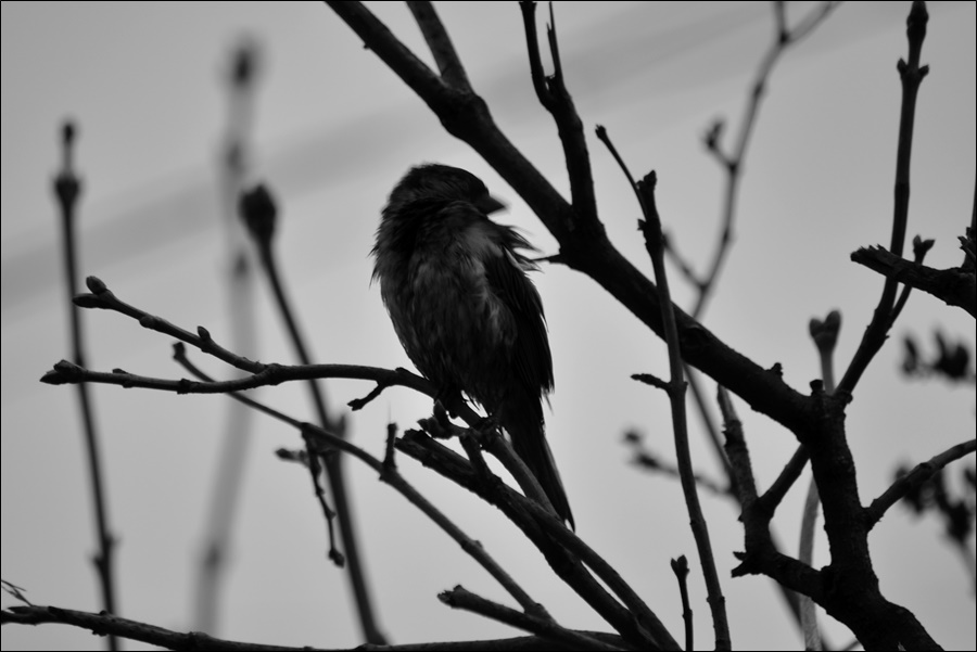 ���������� ������ ������