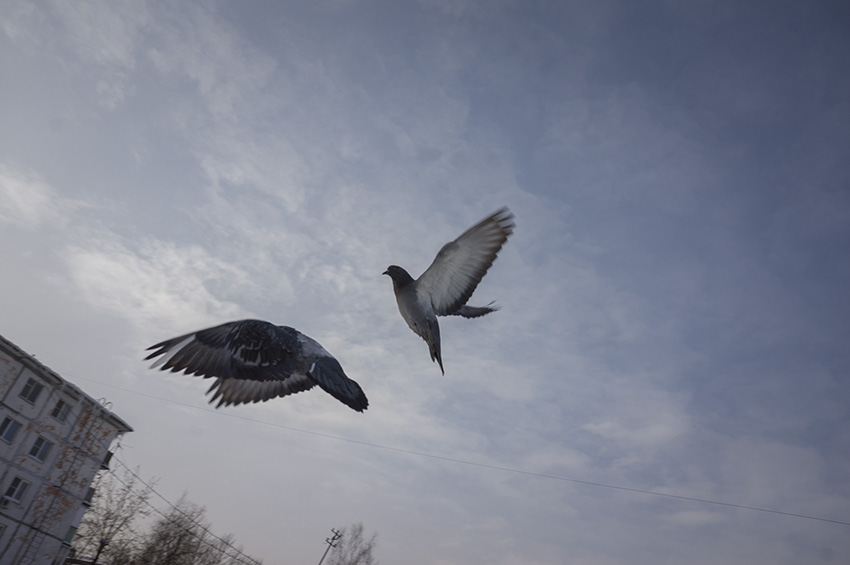 ���������� ***