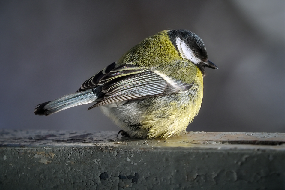 ���������� ����� ��������?