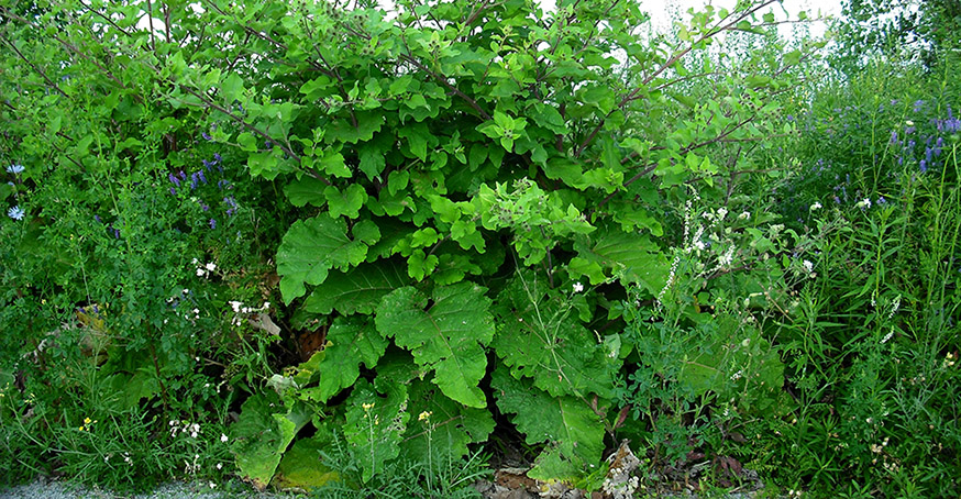 ���������� ����-��� ������