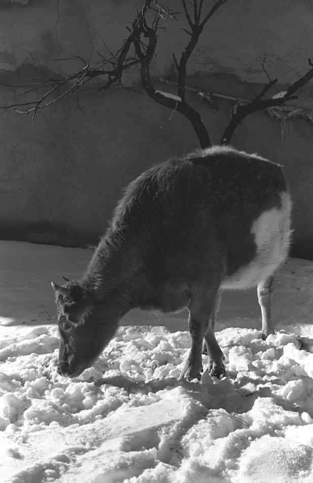 ���������� ***