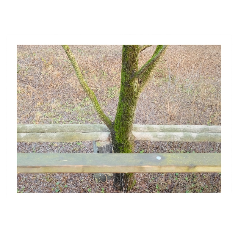 ���������� 1655