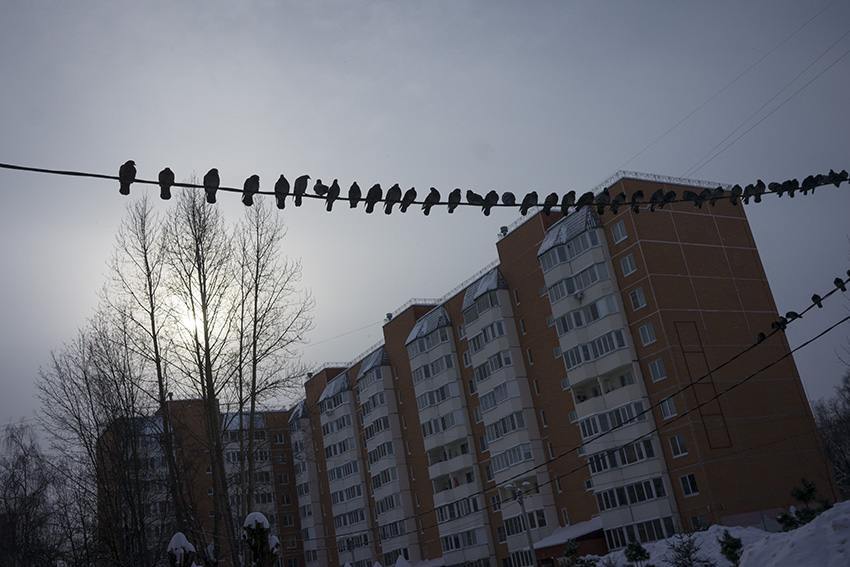 ���������� ***