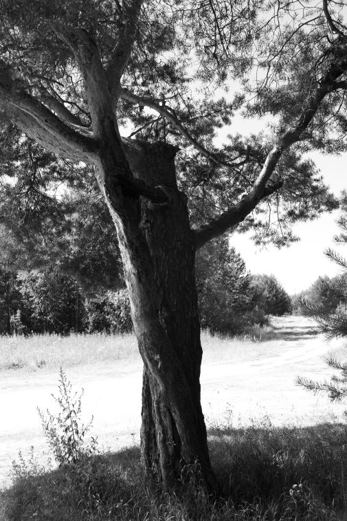 ���������� ����������