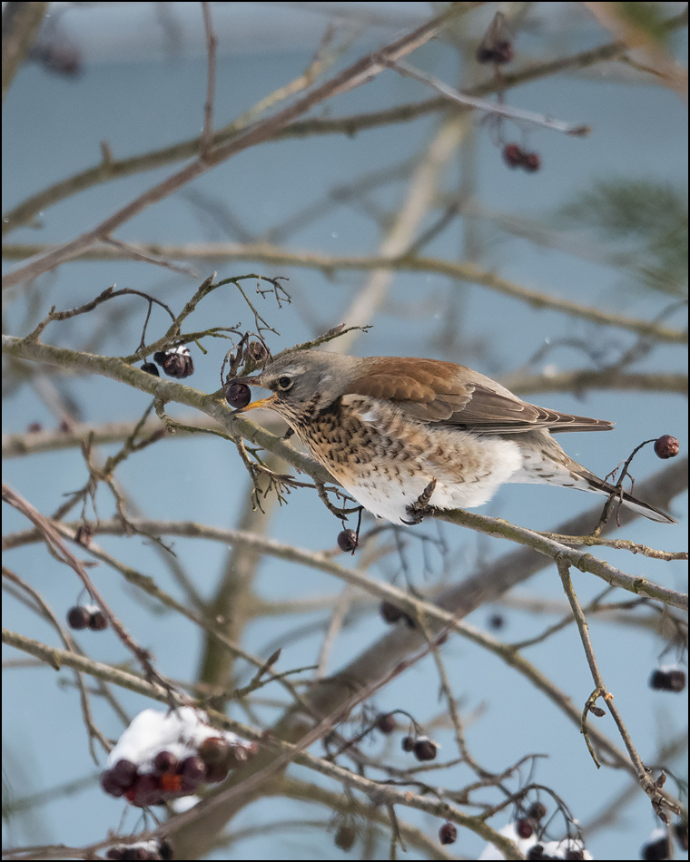 ���������� ������� ������