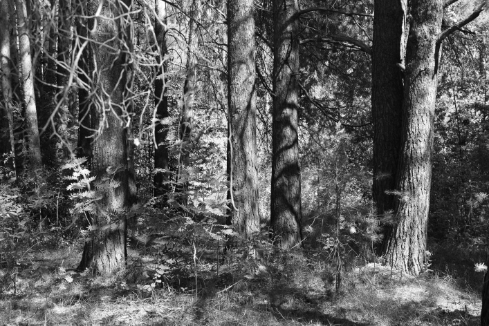 ���������� ����������