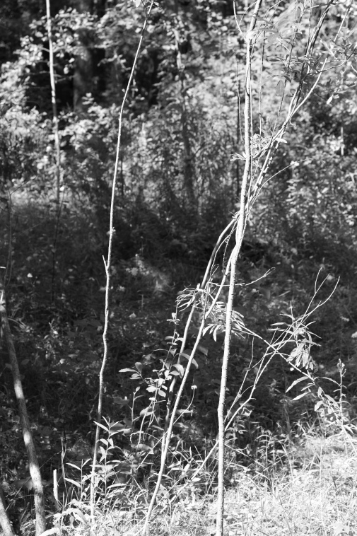 ���������� ����������