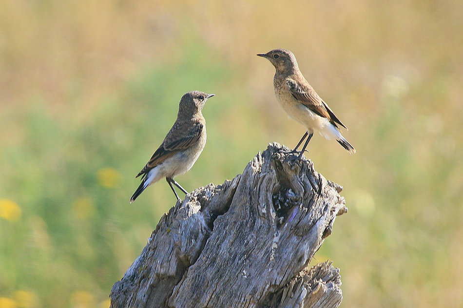 ���������� ��� ������.