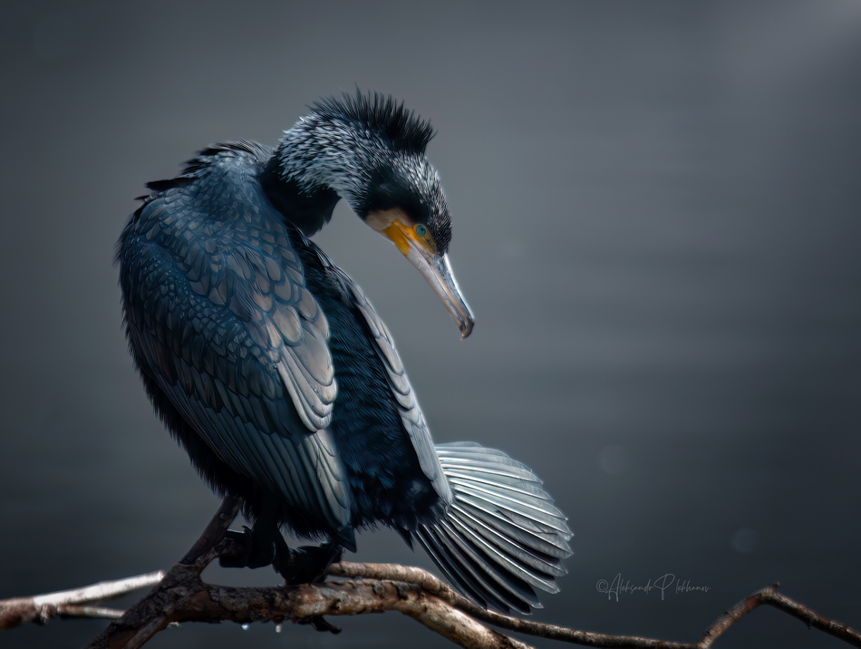 ���������� ������� ������ / Great Cormorant