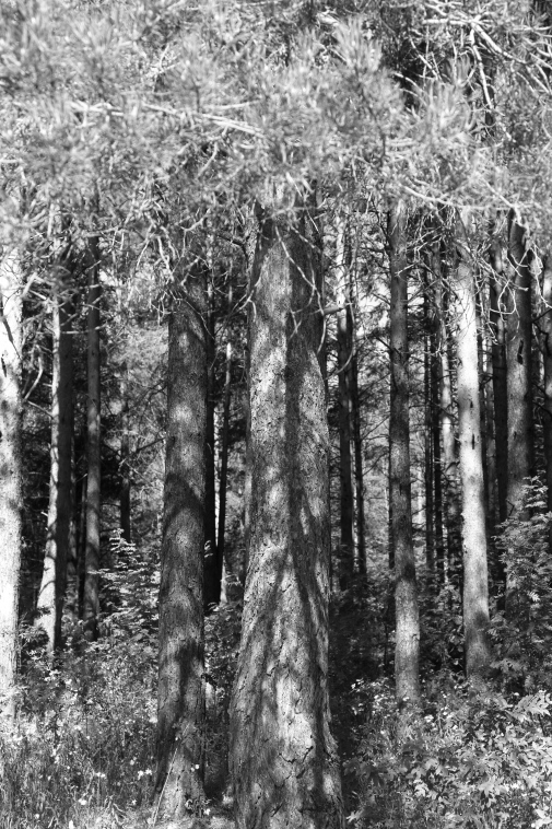 ���������� ����������