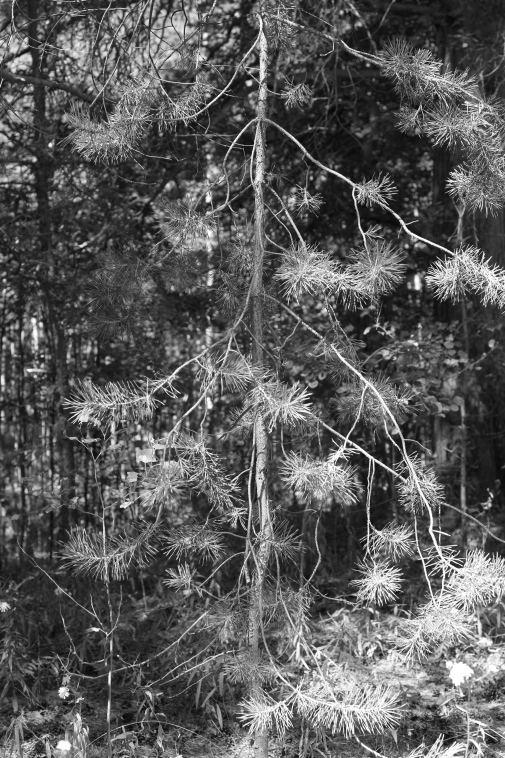 ���������� ����������