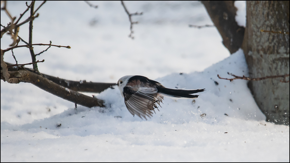 ���������� ����