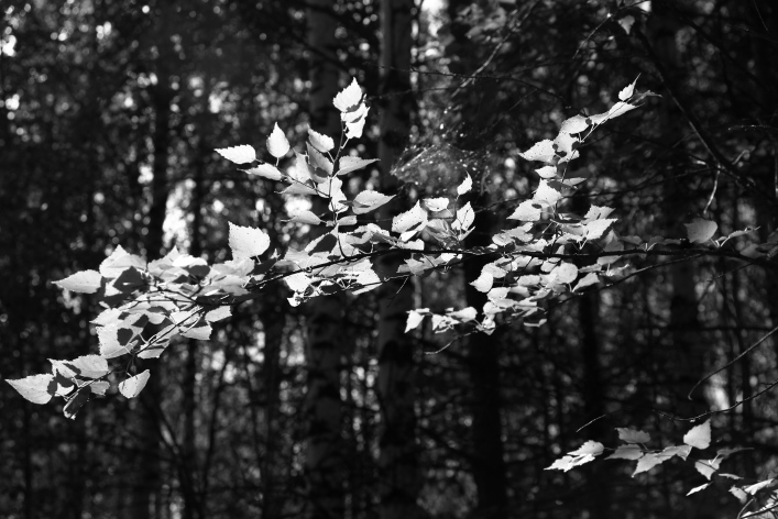 ���������� ����������