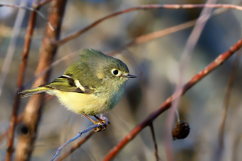 ���������� ����̣�