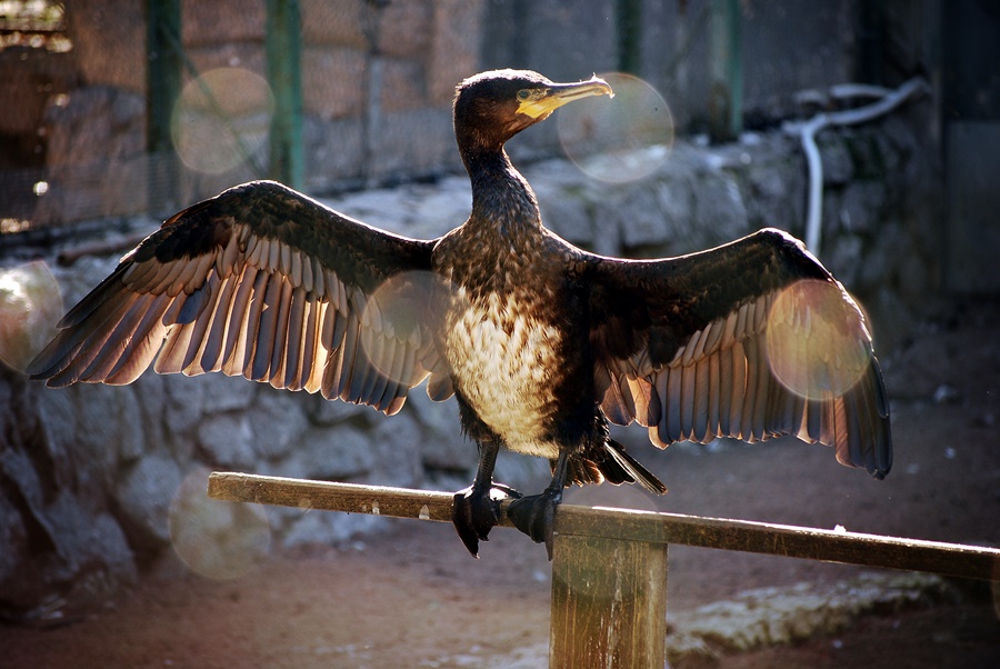 ���������� ������ � ,,�������"...