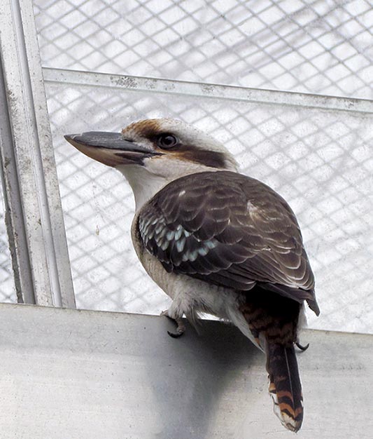 ���������� ���������� ��������