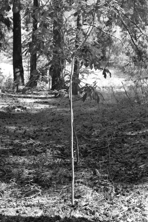 ���������� ����������