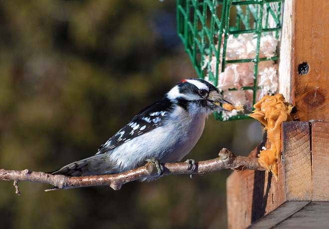 ���������� �������