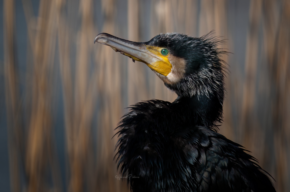 ���������� �������� ����� �������