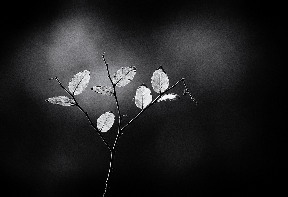 ���������� ��������