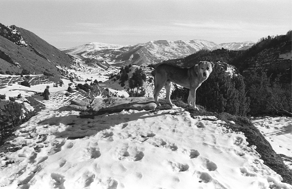 ���������� ***