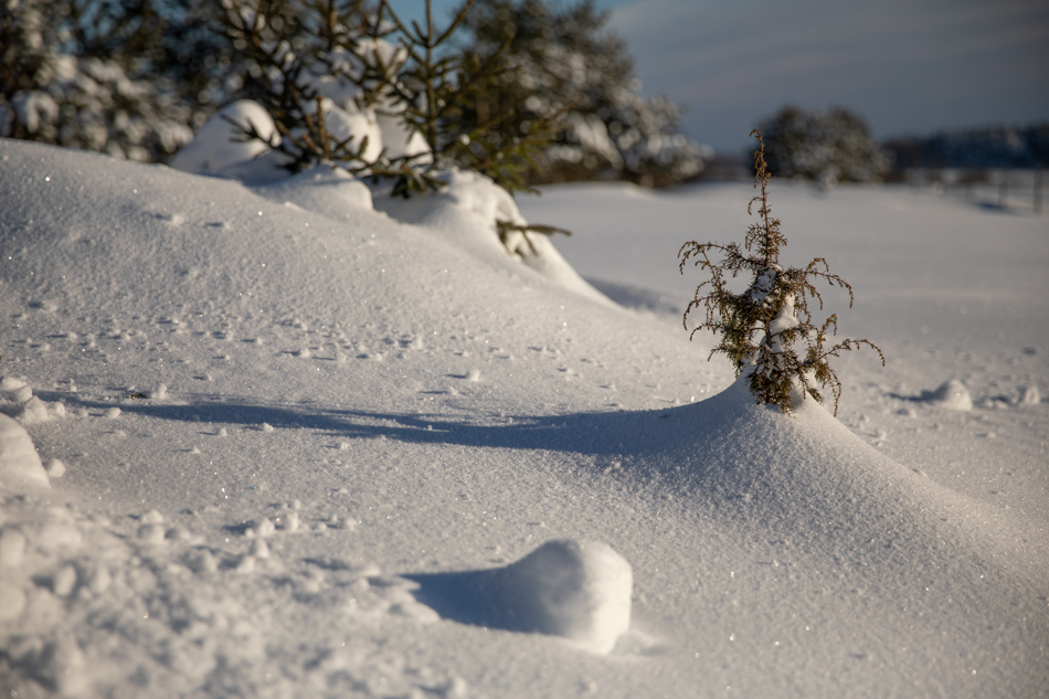 ���������� =