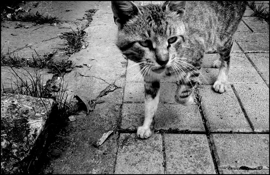 ���������� �������� ����**