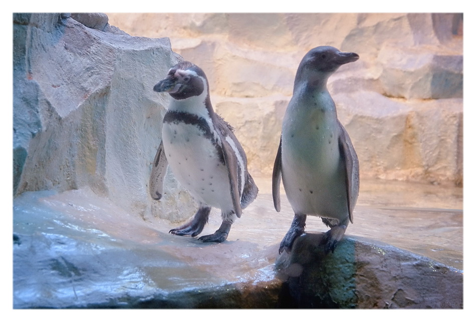 ���������� �������� ���-����