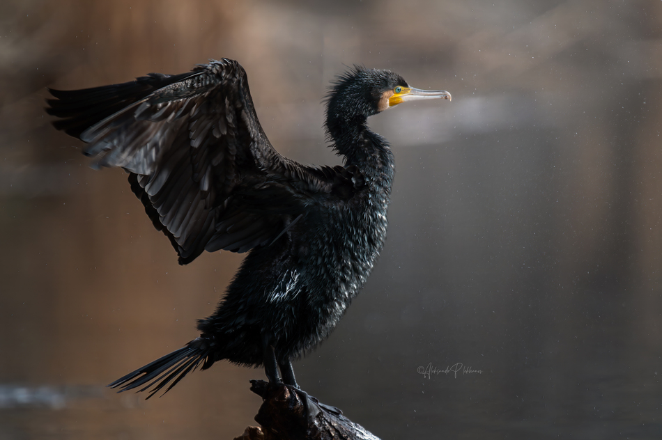 ���������� ���������� ������