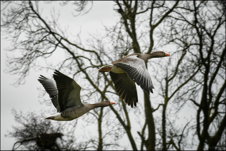 ���������� ����� ����