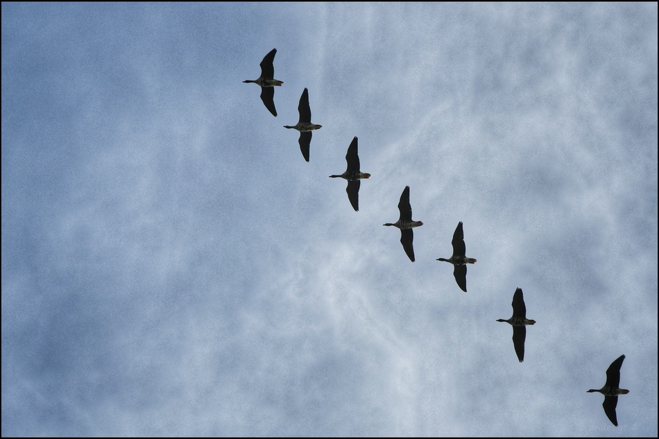 ���������� ���������