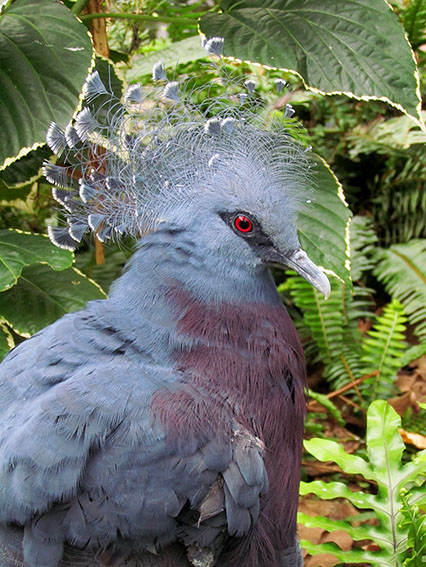 ���������� Victoria Crowned-Pigeon