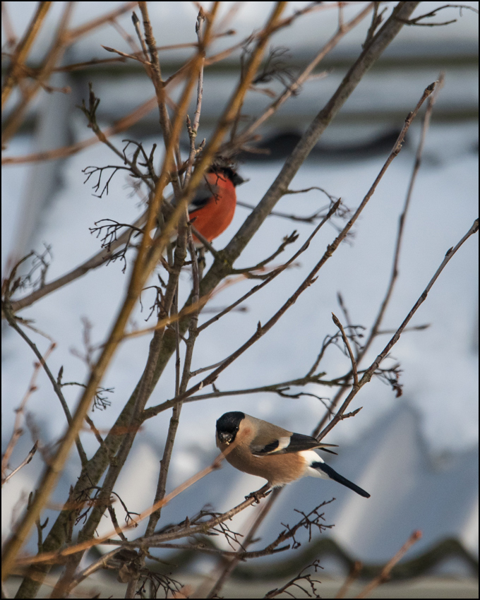 ���������� �������� ����