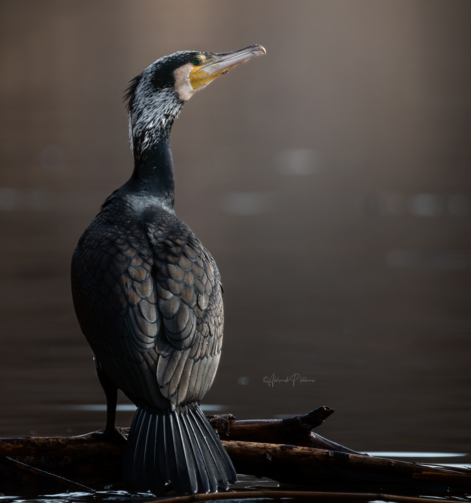 ���������� �� ����� ��� �� ��� ���������