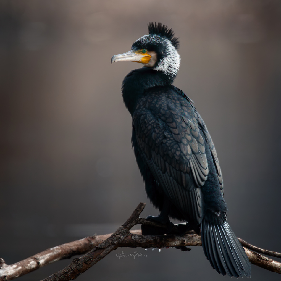 ���������� ������ ���