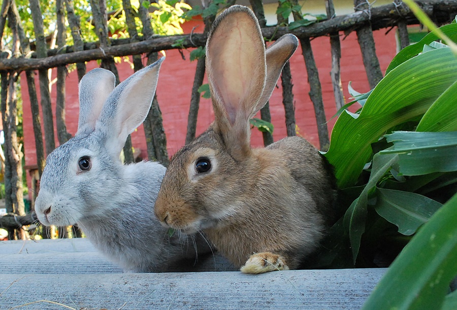 ���������� 0868