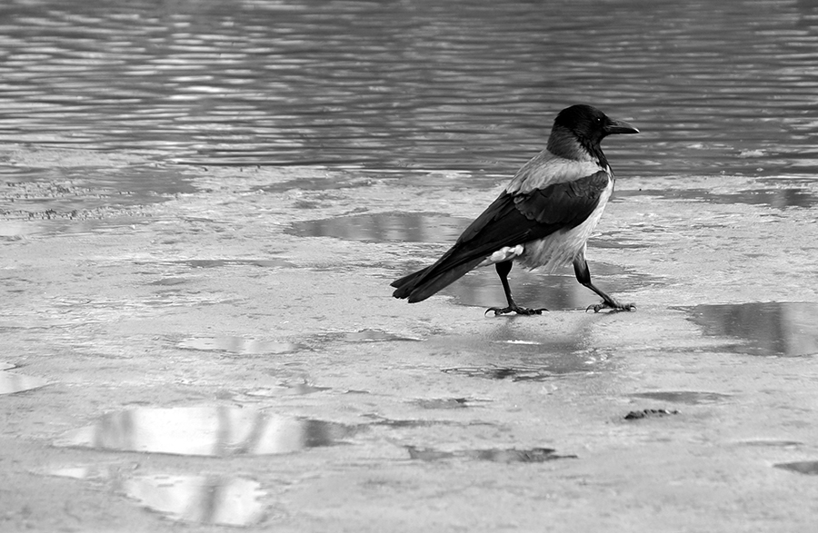 ���������� �� ������� ����