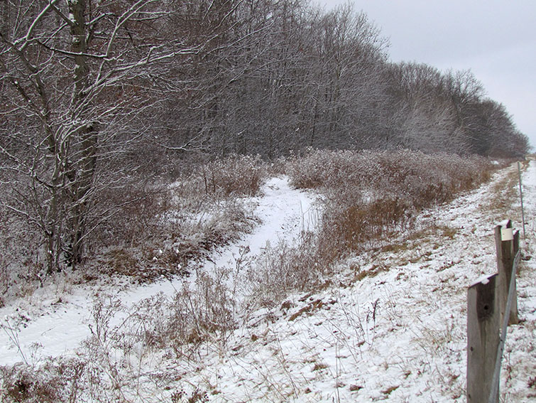 ���������� �������. ����