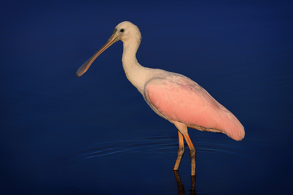 ���������� ������� �������