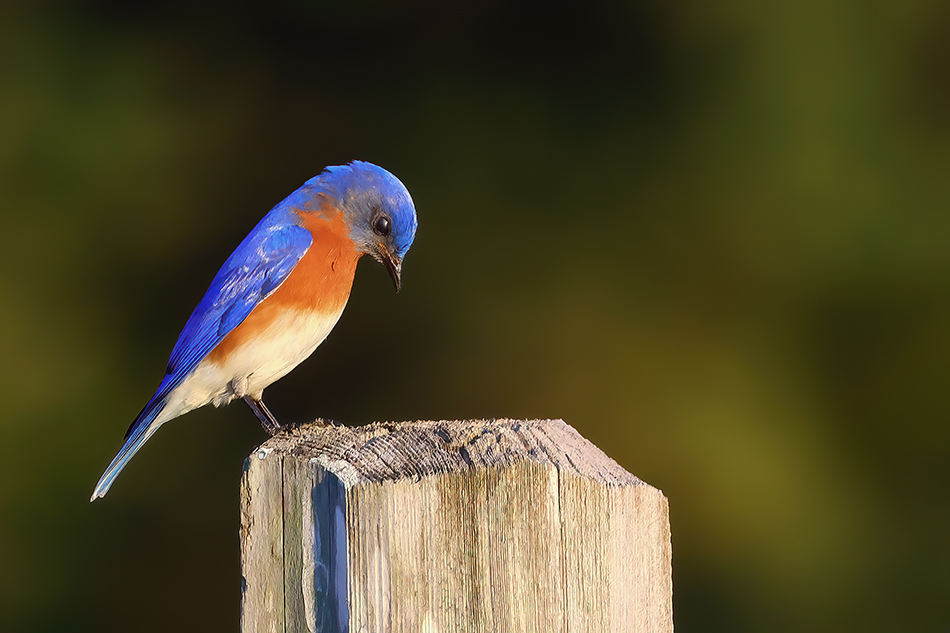 ���������� ����� ������