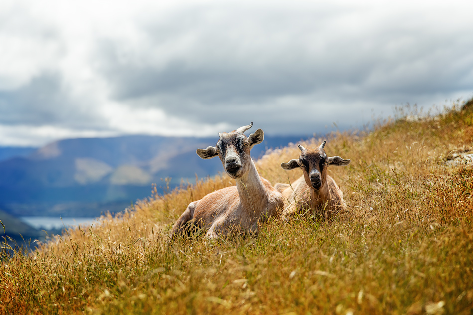 ���������� =NZ��������=