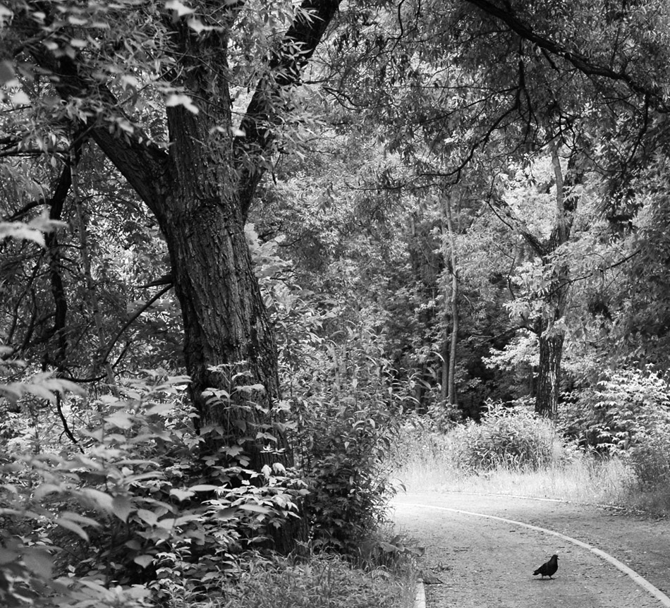 ���������� *